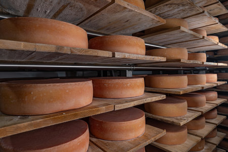 Wheels of aging cheese maturing on wooden shelves in a cheese factory