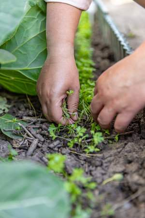 Woman farmer removing weeds growing among cabbage plants in vegetable gardenの写真素材