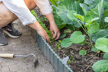 Gardener weeding vegetable garden patch with cabbage and parsley growingの写真素材