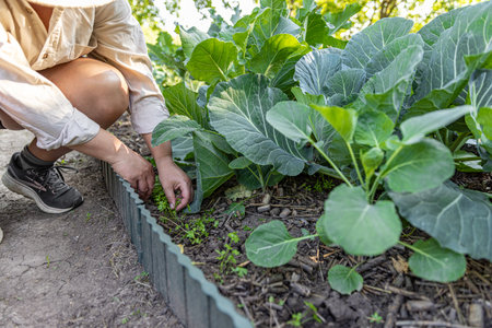 Woman farmer carefully picking fresh parsley growing in rich soil, surrounded by thriving cabbage plantsの写真素材