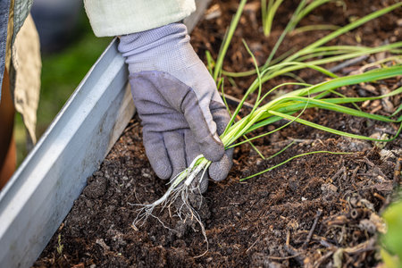 Gardener wearing gloves planting spring onions in fertile soil of raised garden bedの写真素材