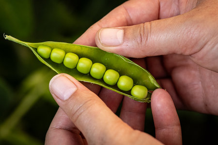 Farmer's hands opening a pea pod revealing fresh green peas, emphasizing local farming and sustainable agricultureの写真素材