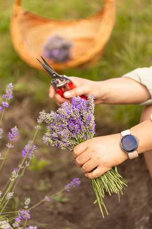 Woman harvesting lavender flowers in a field with scissors and basket on background