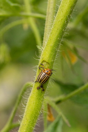 Colorado potato beetle eating a tomato plant stem