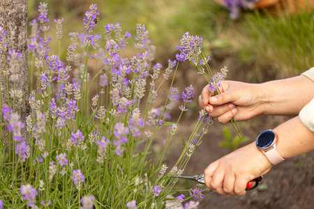 Concept of hands cutting lavender flowers, close up