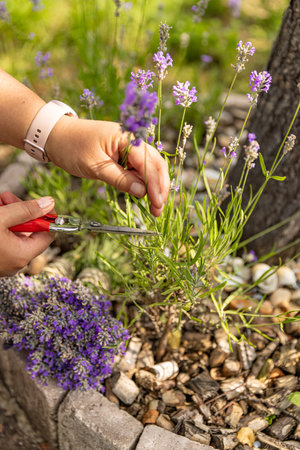 Close up of gardener harvesting lavender flowers in sunny garden