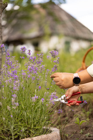 Close up of gardener harvesting lavender flowers in beautiful garden