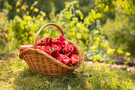 Wicker basket holding freshly harvested red sweet peppers in sunny gardenの写真素材