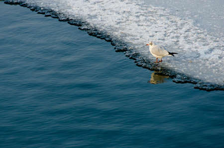 lonely seagull on frozen lake の写真素材