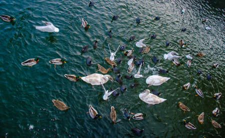 crowd of waterfowl competing for feed の写真素材