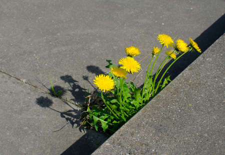 powerful nature dandelionsの写真素材