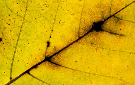 autumnal leaf detailの写真素材