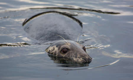 Cautious seal lying motionless in the waterの写真素材