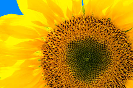 Bright sunflowerの写真素材