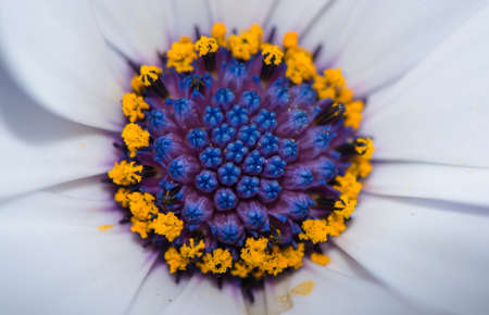 Center of a blossomの写真素材