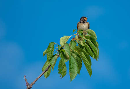 Swallow sitting on Cherry Tree Branchの写真素材