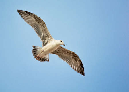 Seagull with Widespread Wingsの写真素材