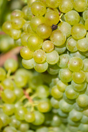 Ripe Green Grapes