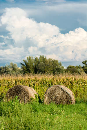 Hay Rolls in Front of Cornfield