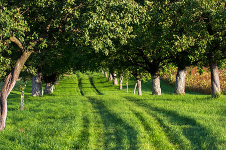 Grassy Road through a Sunlit Alley