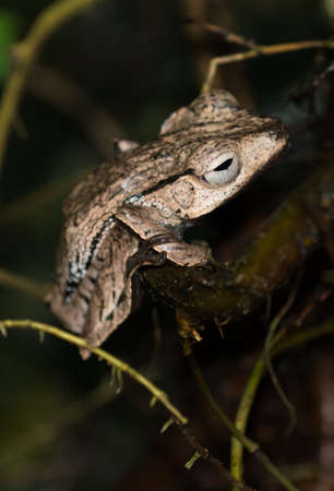 Brown Frog On Branch
