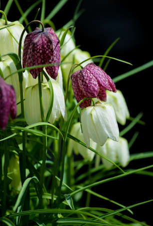 Chess Flowersの写真素材