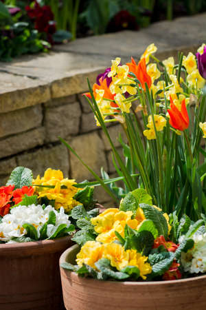 Spring Flowers in Flower Potの写真素材