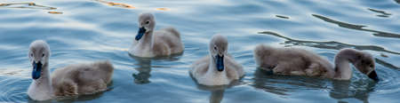 Group Of Swan Hatchlingsの写真素材