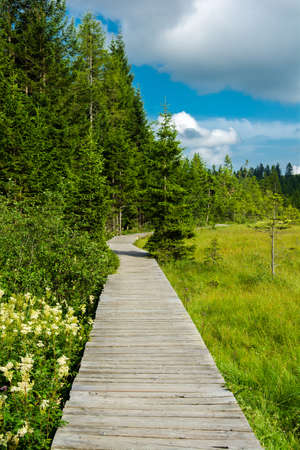 Wooden path through moor in Styria in Austriaの写真素材