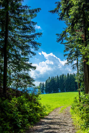 Abandoned Path through Forest in Styria in Austriaの写真素材