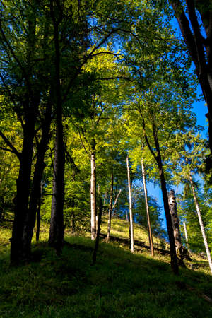 Sunlit Forest on Hill in Austria