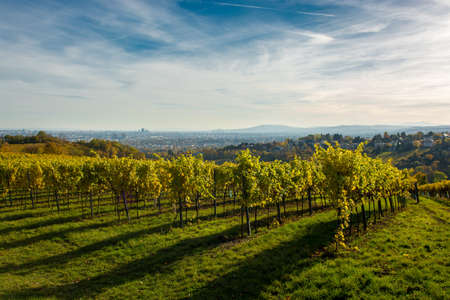 Vineyard in Autumn in Front of the Skyline of Vienna in Austria
