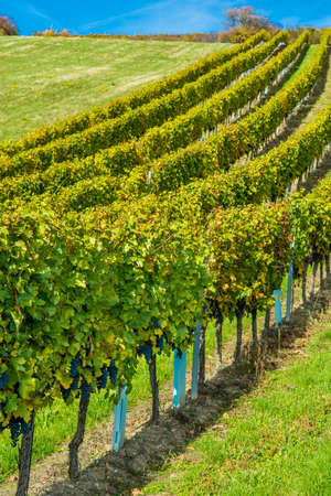 Vineyard on a Hill in Autumnの写真素材