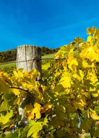 Vineyard on a Hill in Autumnの写真素材