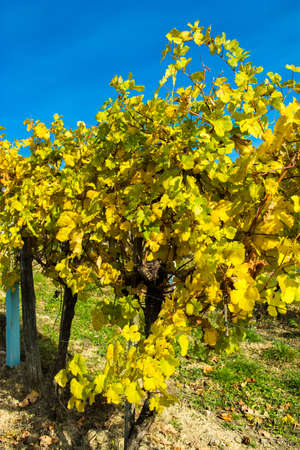 Vineyard on a Hill in Autumn