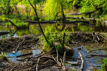Beaver Dam in Wetlands National Park in Austriaの写真素材