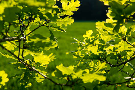 Sunlit Oak Leavesの写真素材