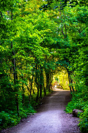 Gravel Road Through Green Forest in Austriaの写真素材
