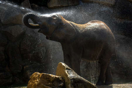 African Elephant Taking a Refreshing Bathの写真素材
