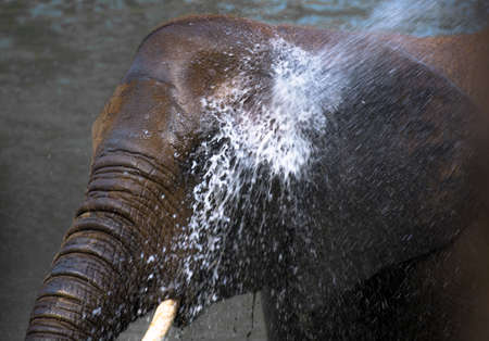 African Elephant Taking a Refreshing Bathの写真素材