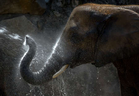 African Elephant Taking a Refreshing Bath