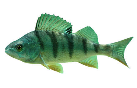 Isolated English Perch Over Whiteの写真素材