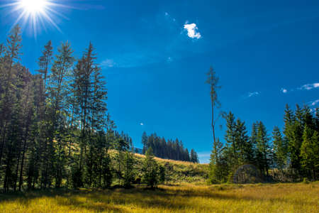 Bog with Forest in Austria