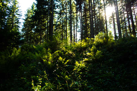 Sunlit Forest in Austria
