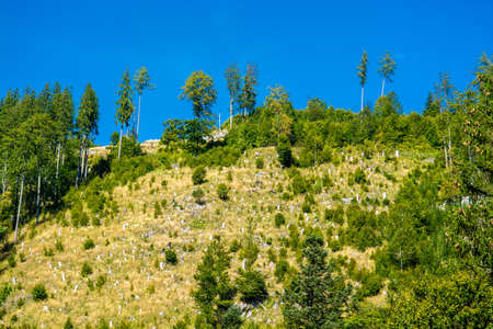 Deforestation with Reforestation on Mountain
