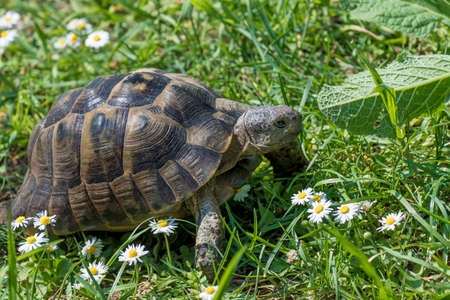 Brown turtle running through sunlit green meadow with flowersの写真素材