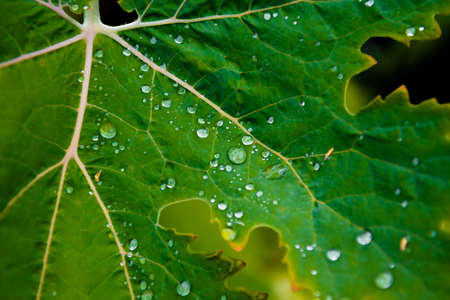 Green Leaf with Water Drops on Surfaceの写真素材