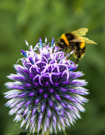 Bumblebee Collecting Nectar On Top Of Purple Flowerの写真素材