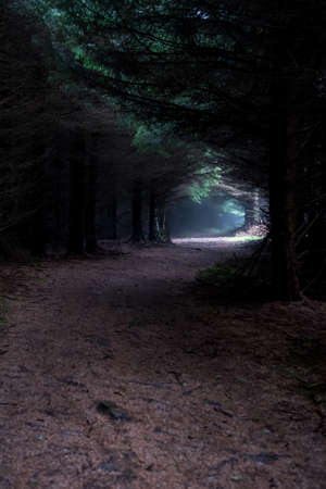 Narrow Path Through Foogy Mysterious Forestの写真素材