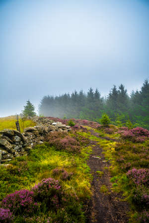 Narrow Hiking Trail Through Misty Conifer Forest and Heather Flowers in Scotlandの写真素材